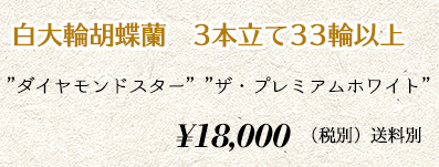 胡蝶蘭ギフト 3本×33輪　20,000円