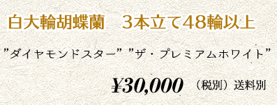 胡蝶蘭 3本48輪　30,000円