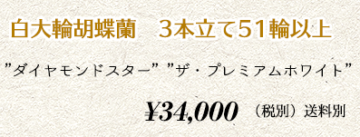 胡蝶蘭 3本51輪　34,000円