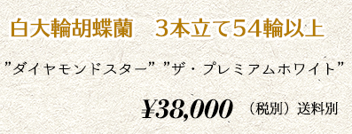 胡蝶蘭 3本54輪　50,000円