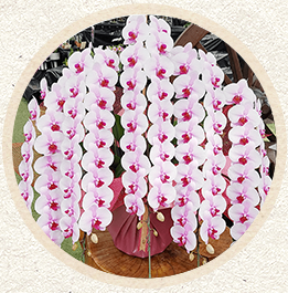 ピンク色中大輪胡蝶蘭　「桜姫」100輪以上'