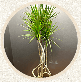 黄色大輪胡蝶蘭'エタニティクリーン'