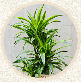 紅白胡蝶蘭'ユウコ'