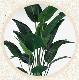 ピンク系大輪胡蝶蘭'マウントリップ'