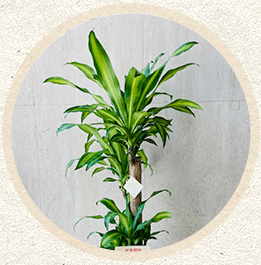 紅白胡蝶蘭'春一番'