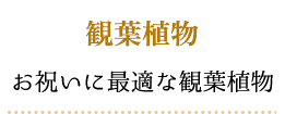 観葉植物 お祝いに最適な観葉植物