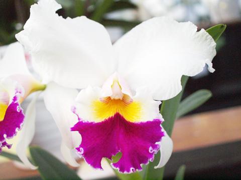 白と紫のカトレア カトレアギフト専門店で安心の産地直送 カトレアの花vip
