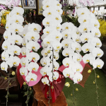 胡蝶蘭　6本 以上